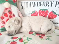 Light purple, a female Golden Retriever for sale in Coleman, TX – 3 of 5