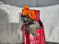Orange -medium, a male Goldendoodle for sale in Coleman, TX – 3 of 8