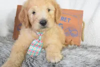 Weekend sale-Orange , a male Miniature Goldendoodle for sale in Coleman, TX – 1 of 5