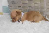 Lilac, a female Chihuahua for sale in Coleman, TX – 3 of 4