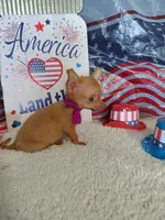 Purple, a female Chihuahua for sale in Coleman, TX – 6 of 8