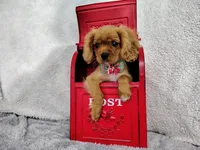 Weekend sale -Orange, a male Cavalier King Charles Spaniel for sale in Weatherford, TX – 5 of 6