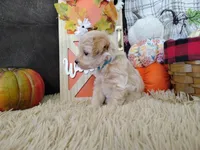 Tucker, a male Havapoo for sale in Coleman, TX – 3 of 4