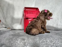 Neon pink- medium , a female Goldendoodle for sale in Coleman, TX – 7 of 7