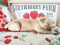 White, a male Golden Retriever for sale in Coleman, TX – 4 of 5