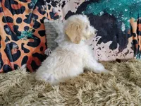 Green-Standard, a male Goldendoodle for sale in Coleman, TX – 3 of 5