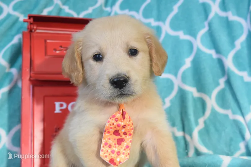 Orange – Golden Retriever puppy for sale in Coleman, TX