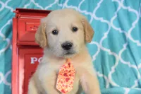 Orange, a male Golden Retriever for sale in Coleman, TX – 1 of 4