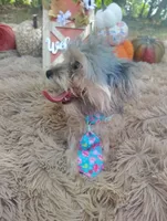 Teacup -McLaren-Weekend Sale! , a male Maltipoo for sale in Coleman, TX – 2 of 7
