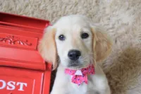 Maroon, a female Golden Retriever for sale in Coleman, TX – 3 of 10