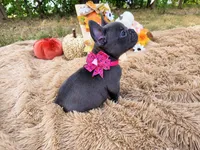 Opal, a female French Bulldog for sale in Coleman, TX – 2 of 3