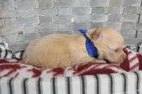 Dark blue, a male Chihuahua for sale in Coleman, TX – 7 of 7