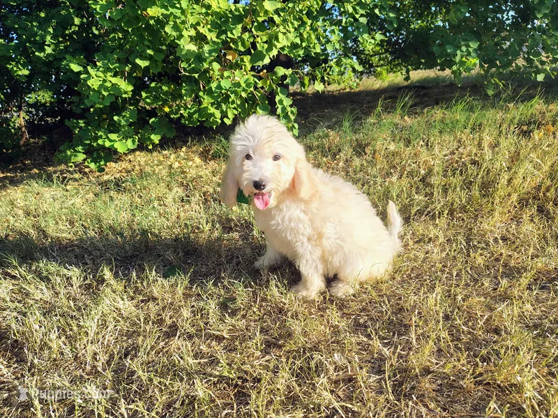 Baby blue-medium  – Goldendoodle puppy for sale in Coleman, TX