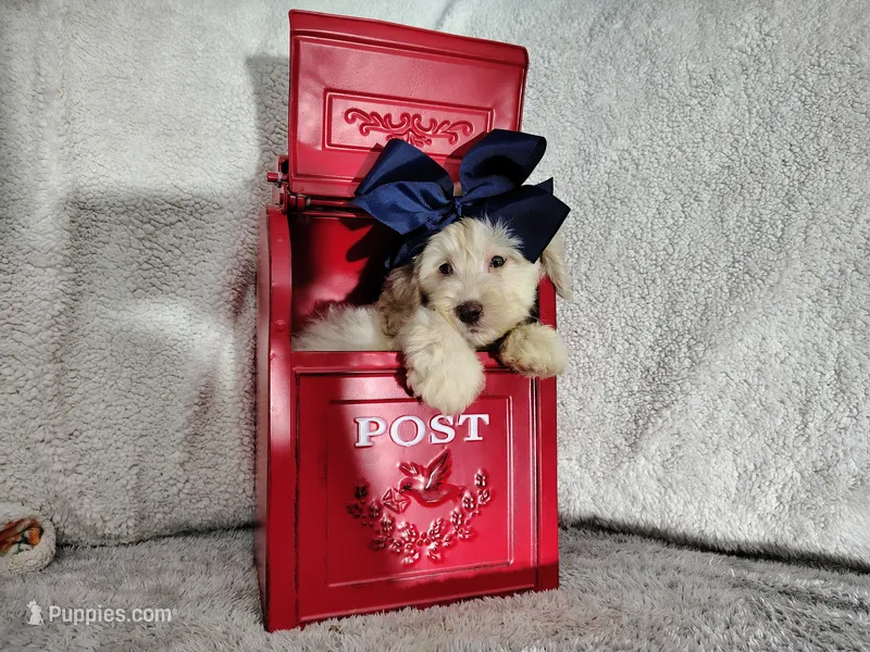 Navy blue-medium – Goldendoodle puppy for sale in Coleman, TX