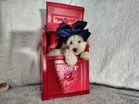 Navy blue-medium, a male Goldendoodle for sale in Coleman, TX – 1 of 5