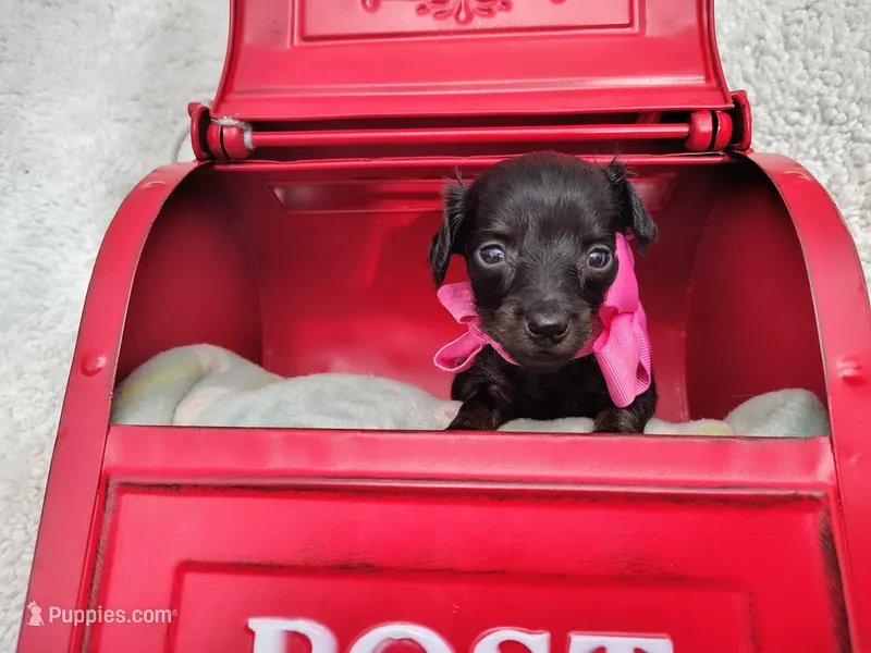 Long Hair- Nutella – Miniature Dachshund puppy for sale in Coleman, TX