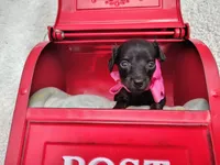 Long Hair- Nutella, a female Miniature Dachshund for sale in Coleman, TX – 1 of 5