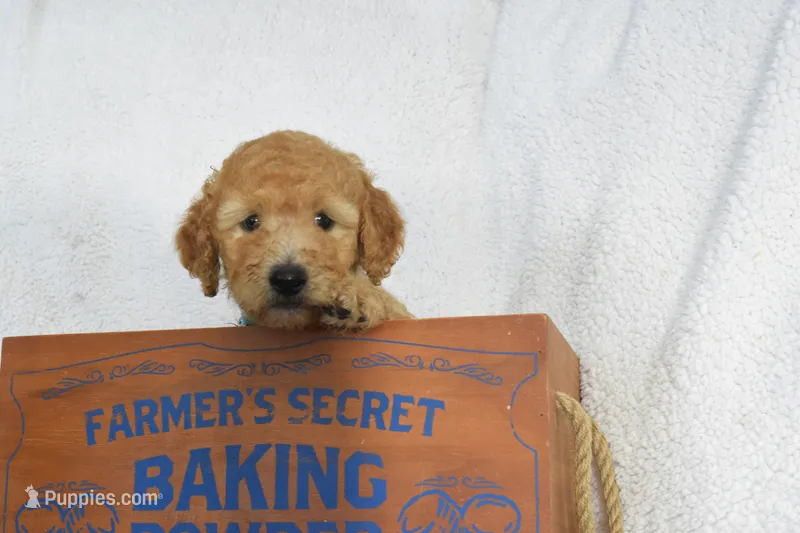 Blue – Goldendoodle puppy for sale in Coleman, TX