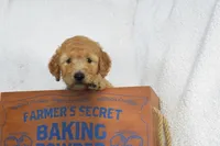 Blue, a male Miniature Goldendoodle for sale in Coleman, TX – 1 of 6