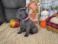 Opal-Weekend Sale, a female French Bulldog for sale in Coleman, TX – 3 of 3