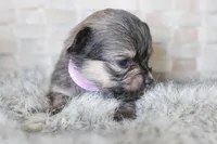 Light pink , a female Chihuahua for sale in Coleman, TX – Photo 4 of 6