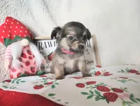 Light pink , a female Chihuahua for sale in Weatherford, TX – 2 of 5