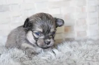 Light pink , a female Chihuahua for sale in Coleman, TX – Photo 3 of 6