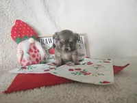 Light pink , a female Chihuahua for sale in Weatherford, TX – 5 of 5