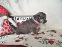 Light pink , a female Chihuahua for sale in Weatherford, TX – 4 of 5