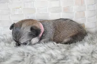 Light pink , a female Chihuahua for sale in Coleman, TX – Photo 6 of 6