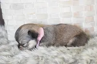 Light pink , a female Chihuahua for sale in Coleman, TX – Photo 2 of 6