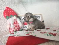 Light pink , a female Chihuahua for sale in Weatherford, TX – 3 of 5