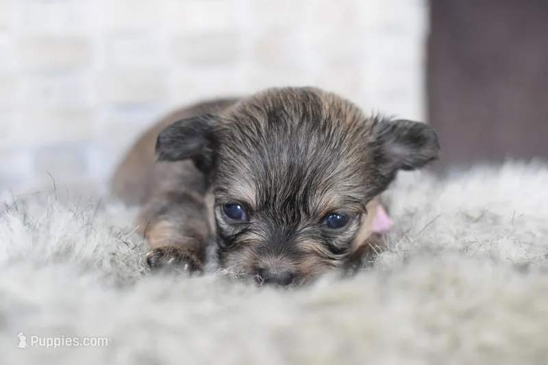 Light pink  – Chihuahua puppy for sale in Coleman, TX