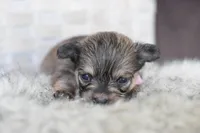 Light pink , a female Chihuahua for sale in Coleman, TX – Photo 1 of 6