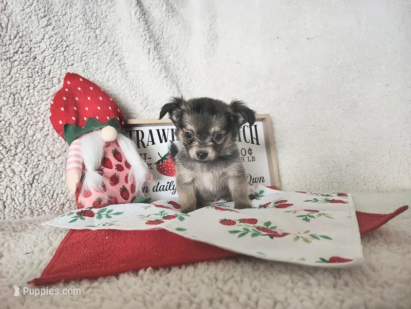 Light pink  – Chihuahua puppy on hold in Weatherford, TX