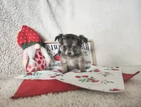 Light pink , a female Chihuahua for sale in Weatherford, TX – 1 of 5
