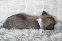 Light pink , a female Chihuahua for sale in Coleman, TX – Photo 5 of 6