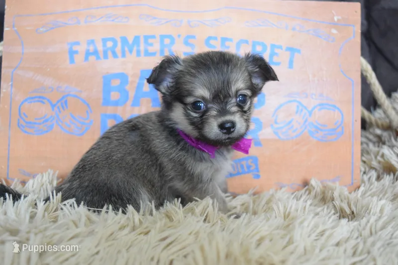 Light pink  – Chihuahua puppy for sale in Coleman, TX