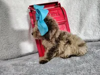 Blue-medium, a male Goldendoodle for sale in Coleman, TX – 3 of 6