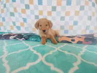 Cookie, a female Golden Retriever for sale in Coleman, TX – 1 of 5