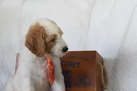 Green, a male Miniature Goldendoodle for sale in Coleman, TX – 2 of 6