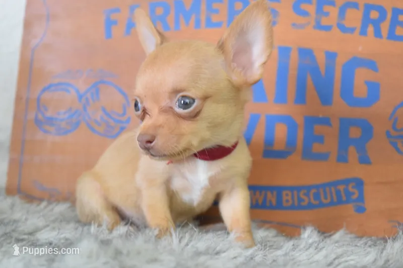 Pink – Chihuahua puppy for sale in Coleman, TX