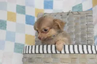 Hot cocoa , a male Chihuahua for sale in Weatherford, TX – 6 of 7