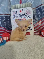 Dark blue, a male Chihuahua for sale in Coleman, TX – 6 of 9