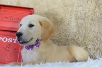 Purple, a female Golden Retriever for sale in Coleman, TX – 9 of 10