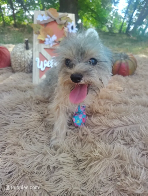 Teacup -McLaren – Maltipoo puppy for sale in Coleman, TX