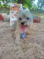 Teacup -McLaren-Weekend Sale! , a male Maltipoo for sale in Coleman, TX – 1 of 7