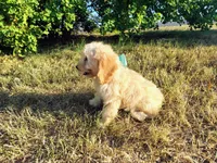 Teal-Medium, a male Goldendoodle for sale in Weatherford, TX – 3 of 4