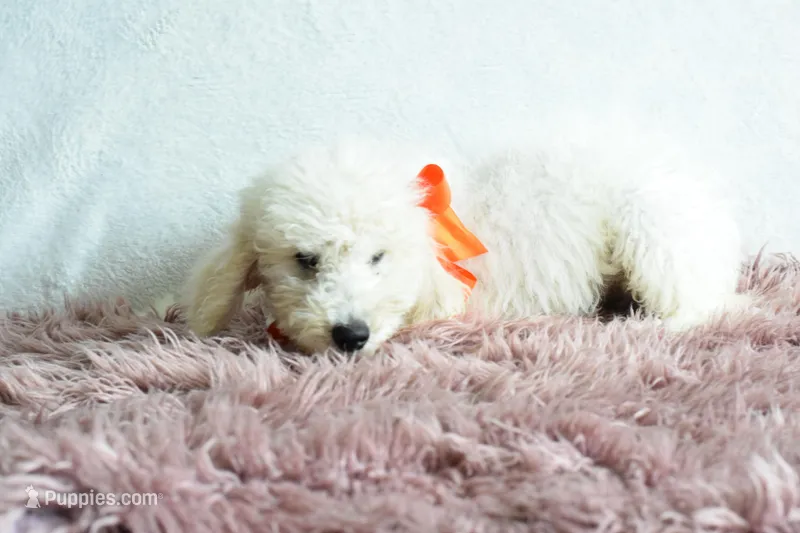 Weekend sale  – Goldendoodle puppy for sale in Weatherford, TX