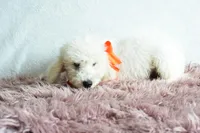 Weekend sale , a male Goldendoodle for sale in Weatherford, TX – Photo 1 of 5